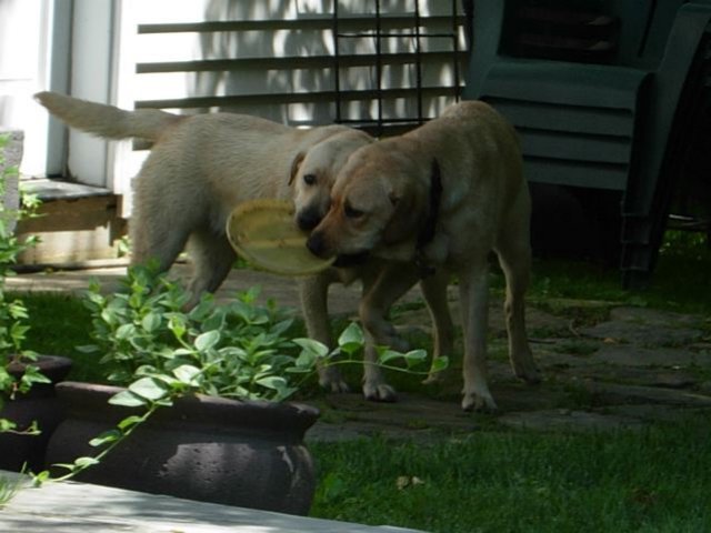 biscuitandcalli.jpg