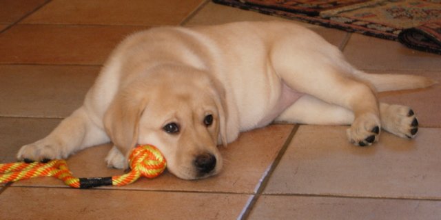 calli6.jpg