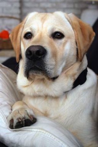cody5.jpg