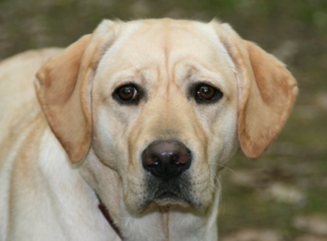 stella.jpg