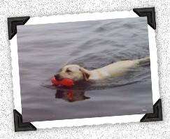 yellow labrador