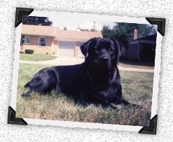 black labrador