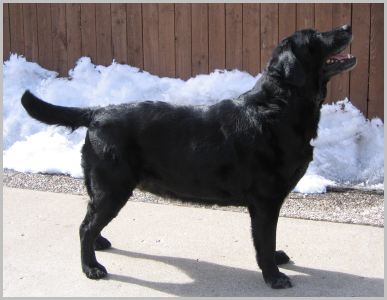 Trixie