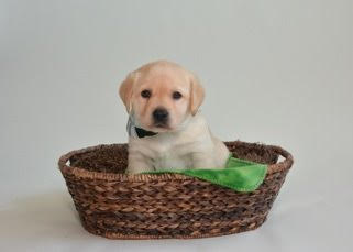 puppies